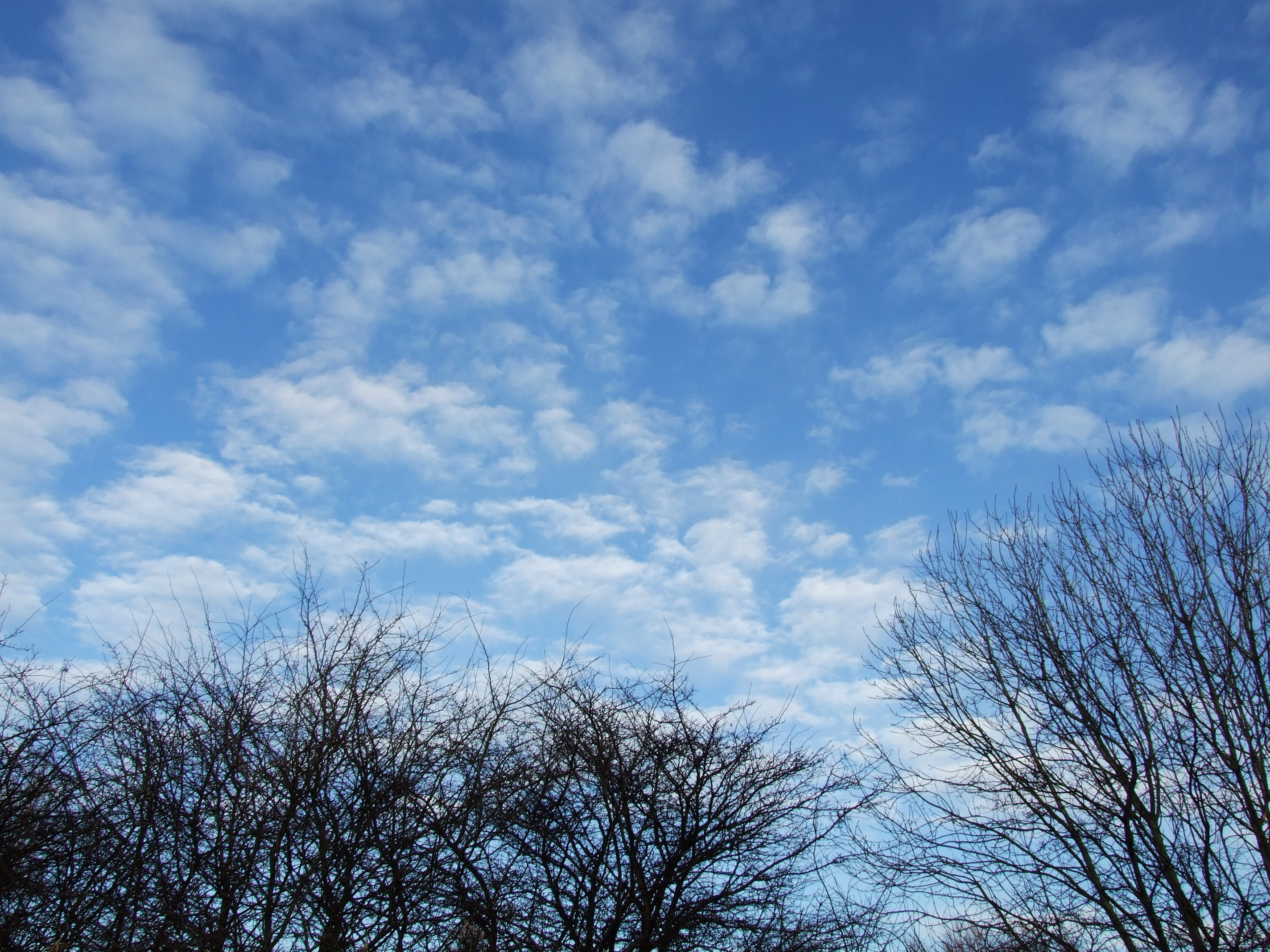 trees